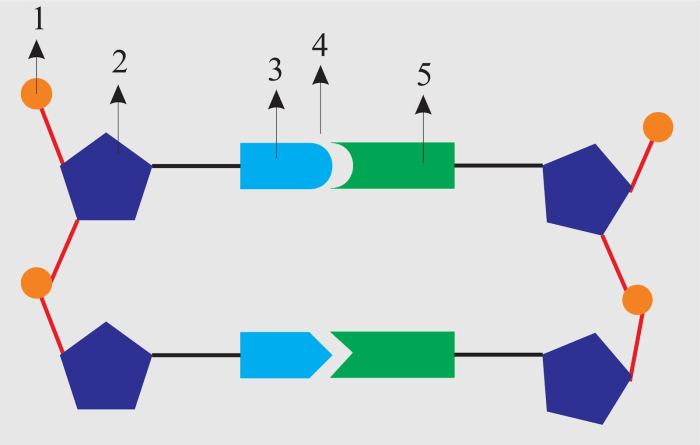 The diagram below represents a portion of a dna molecule