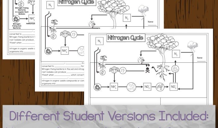 Amoeba sisters carbon and nitrogen cycle worksheet answer key