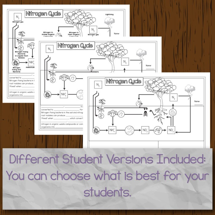 Amoeba sisters carbon and nitrogen cycle worksheet answer key