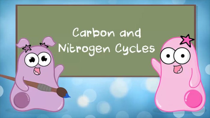 Amoeba sisters carbon and nitrogen cycle worksheet answer key