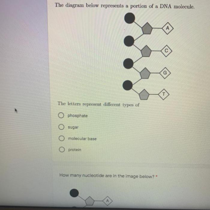 Helix pairing labeled bonds ladder adn hydrogen molecule molecules biology nucleotide rna replication nitrogenous nitrogen phosphate nucleic strands vidalondon mugeek