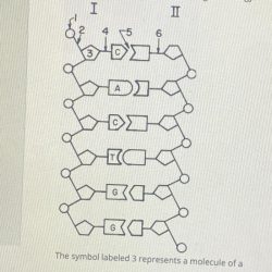 The diagram below represents a portion of a dna molecule