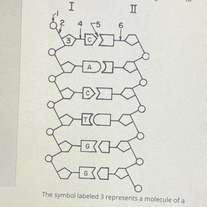 The diagram below represents a portion of a dna molecule