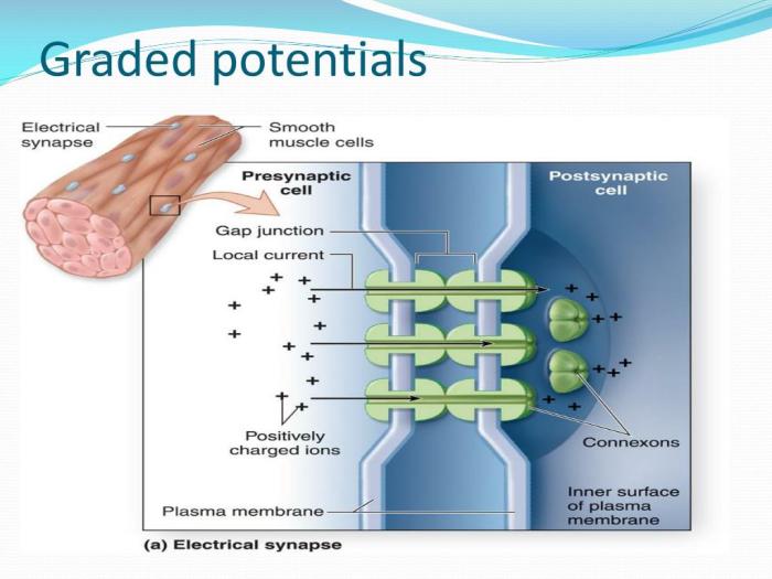 Which statement is correct regarding graded potentials