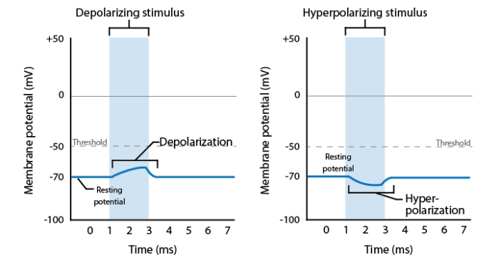 Graded potential action potentials current spread ppt powerpoint presentation cell